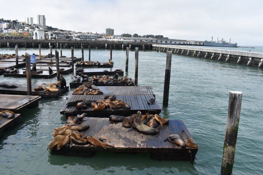 Sea Lions in Pier 39
