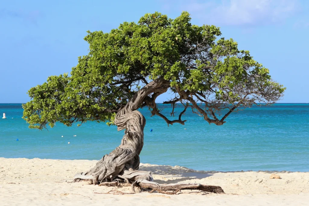 A twisted fofoti tree with a gnarled trunk growing on the sandy shore of Eagle Beach next to turquoise ocean water