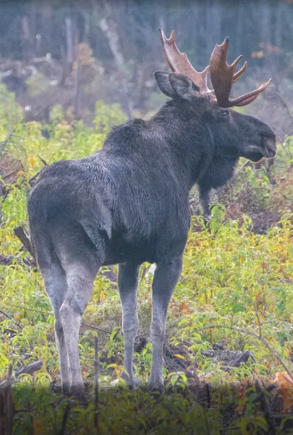 Bull Moose