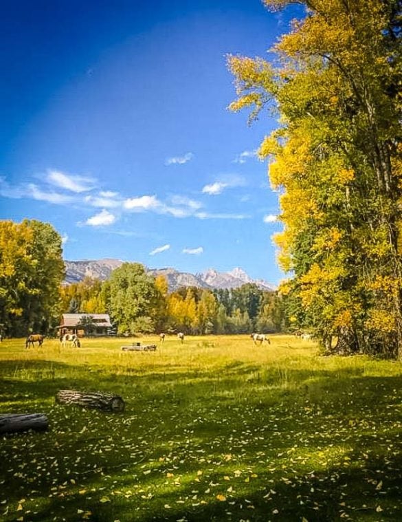 16 Best Airbnbs in Jackson Hole, Wyoming Cabins, Lodges + More