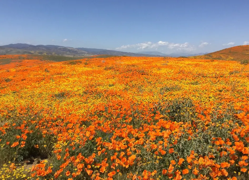 Antelope Valley California Poppy Reserve