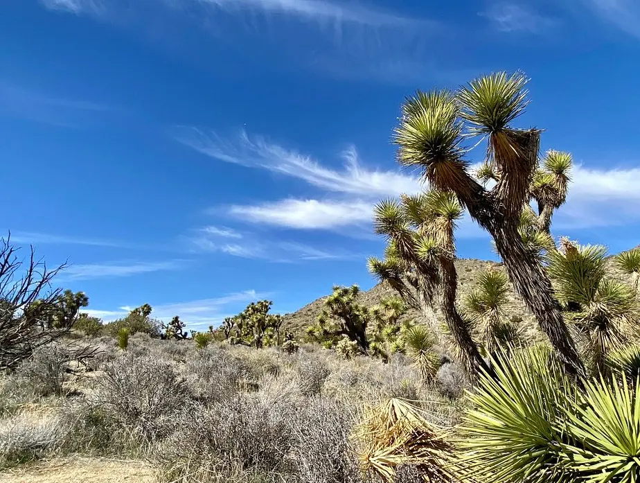 Joshua Tree National Park
