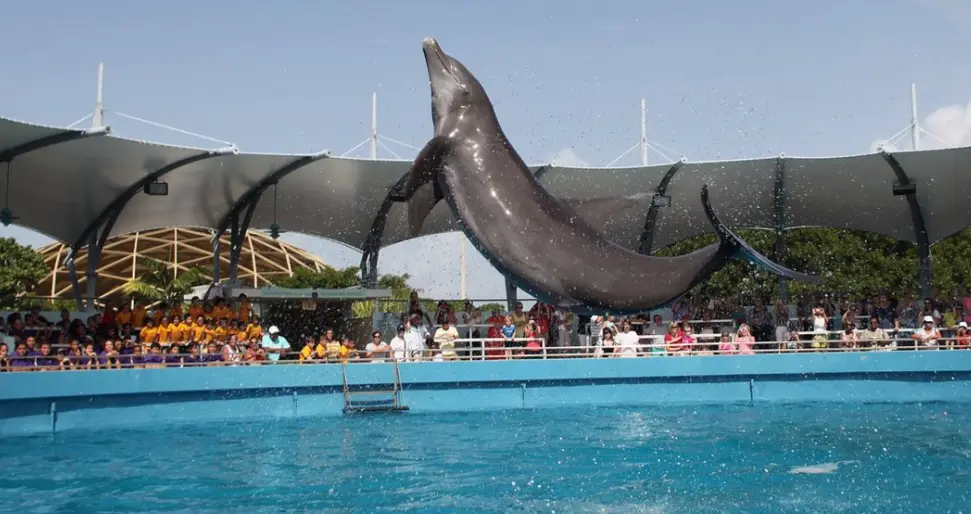Top Deck Dolphin Show