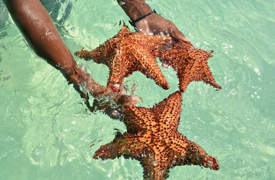 Huge starfish
