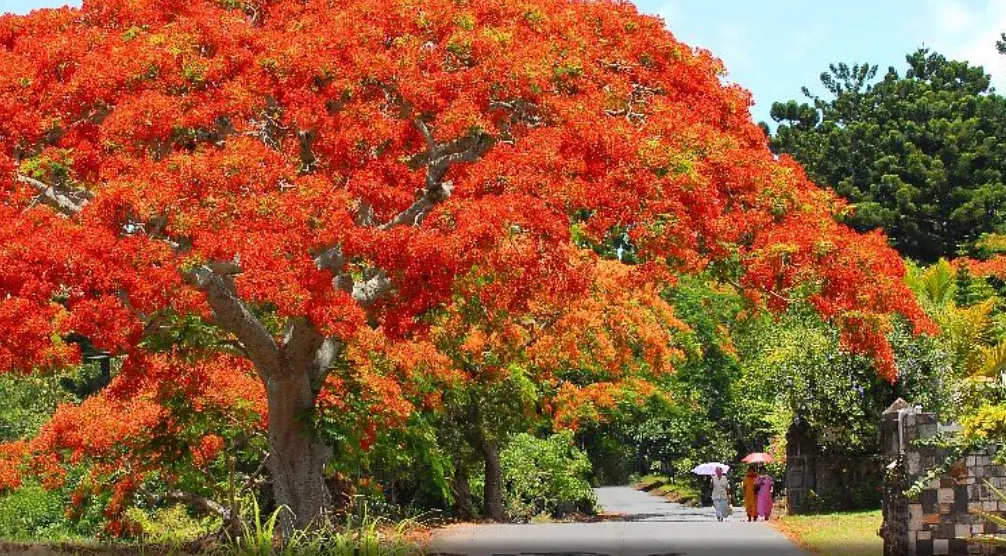 Mauritius