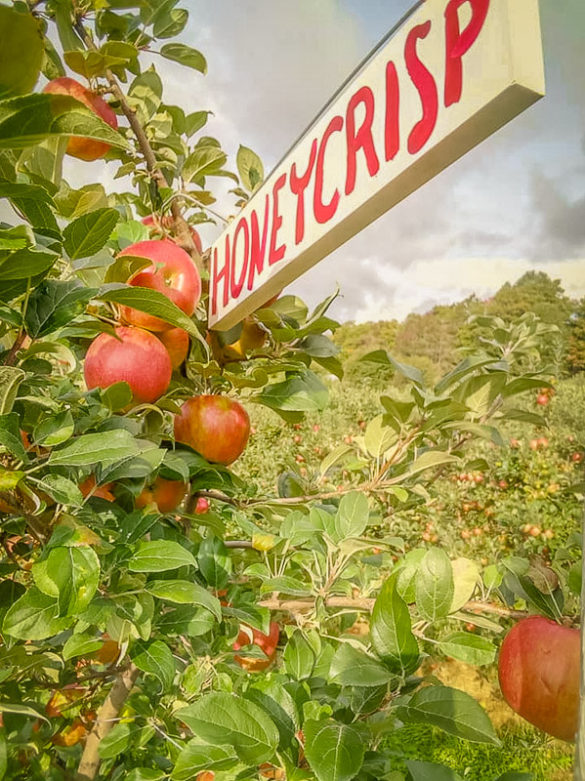 15 AMAZING Places to Go Apple Picking in Vermont (Farms + Orchards)