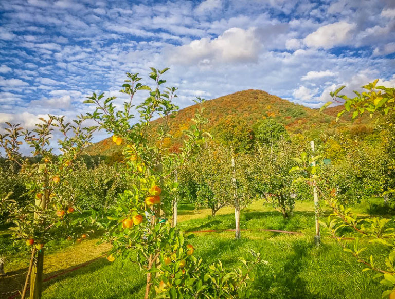 15 Best Places to Go Apple Picking in Vermont Farms + Apple Orchards