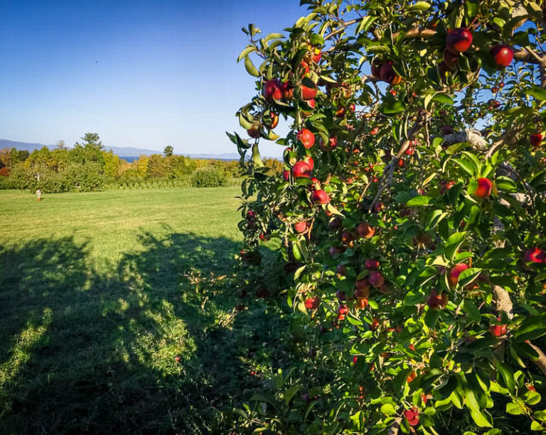 15 AMAZING Places to Go Apple Picking in Vermont (Farms + Orchards)