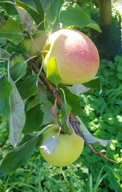 Happy Valley Orchard