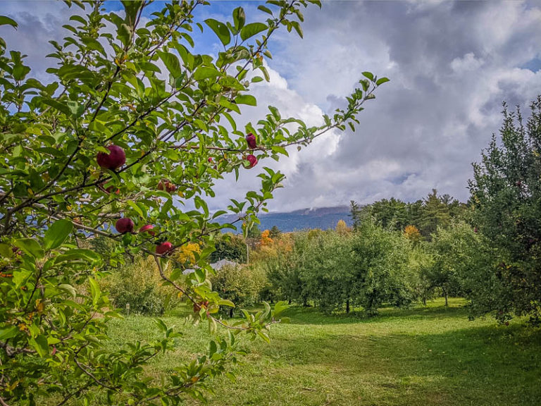 15 AMAZING Places to Go Apple Picking in Vermont (Farms + Orchards)