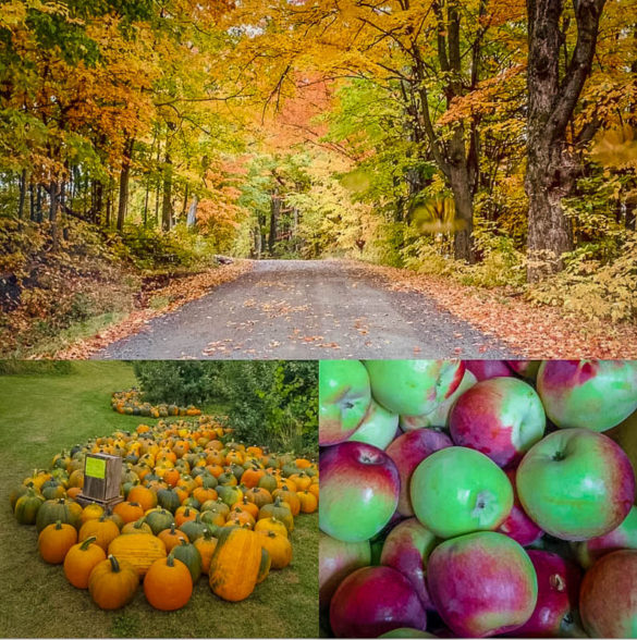 15 AMAZING Apple Picking Spots in Vermont (Farms & Orchards)