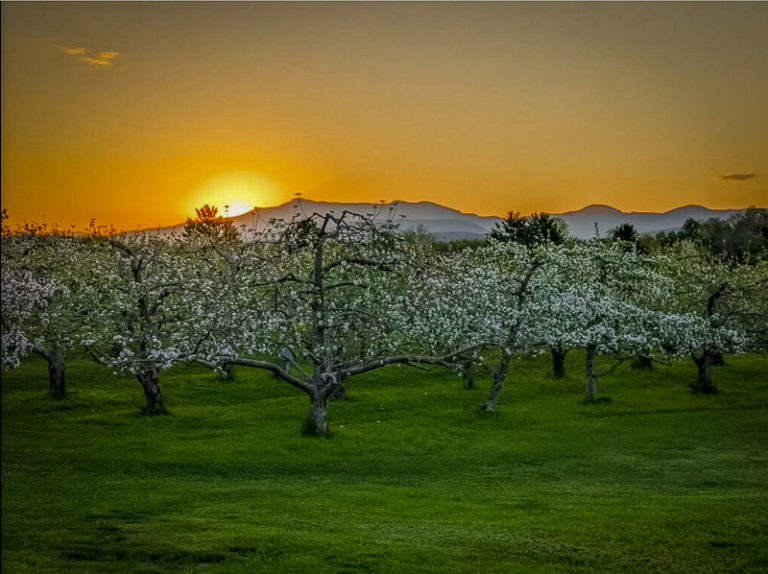 15 AMAZING Places to Go Apple Picking in Vermont (Farms + Orchards)