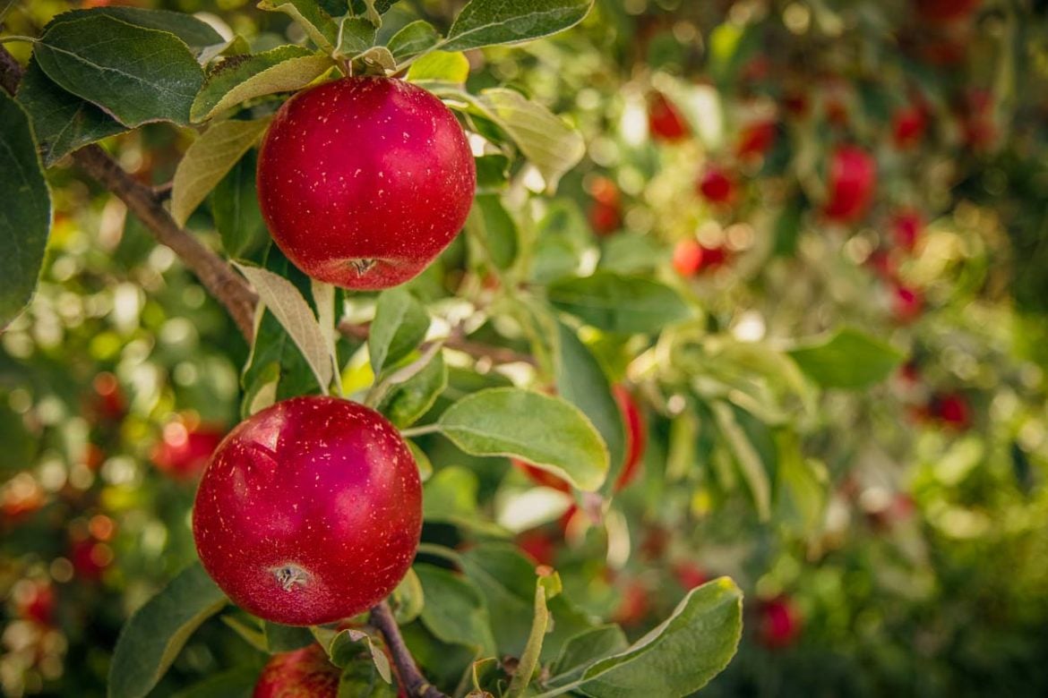 Top Places to Go Apple Picking in VT Featured Image