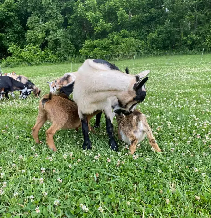 Snuggle with goats at a Rhode Island farm