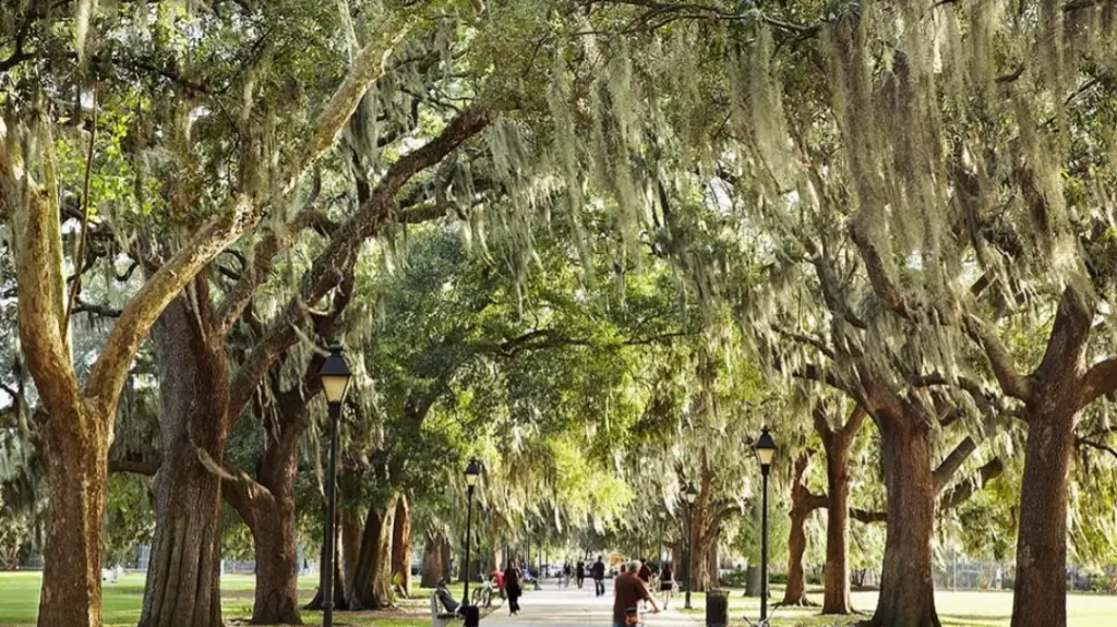 Savannah