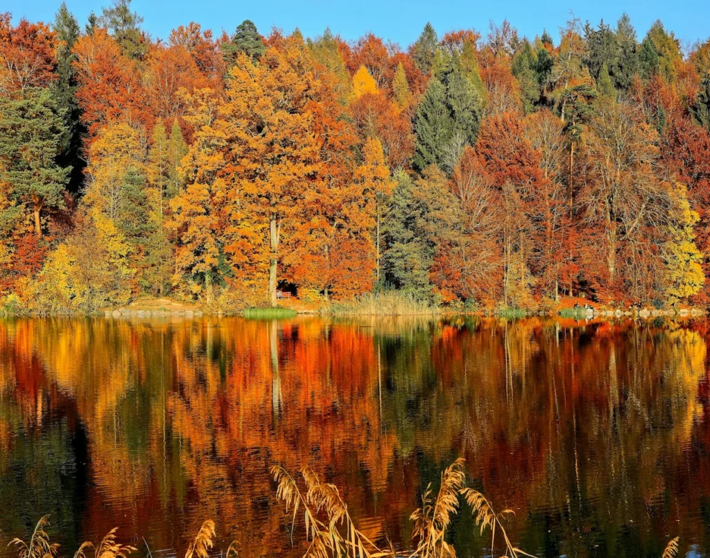 Vibrant autumn trees reflecting in a calm lake on a sunny day