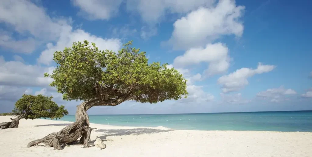 Aruba