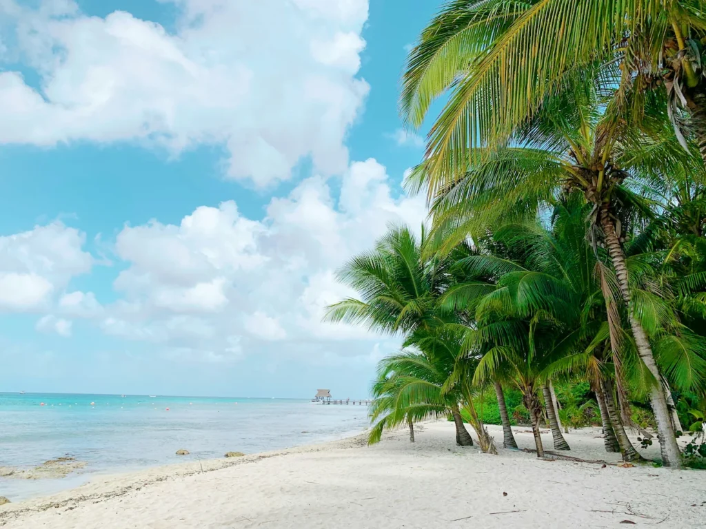 Palm trees arching over a white sand beach next to calm blue ocean water under a cloudy sky