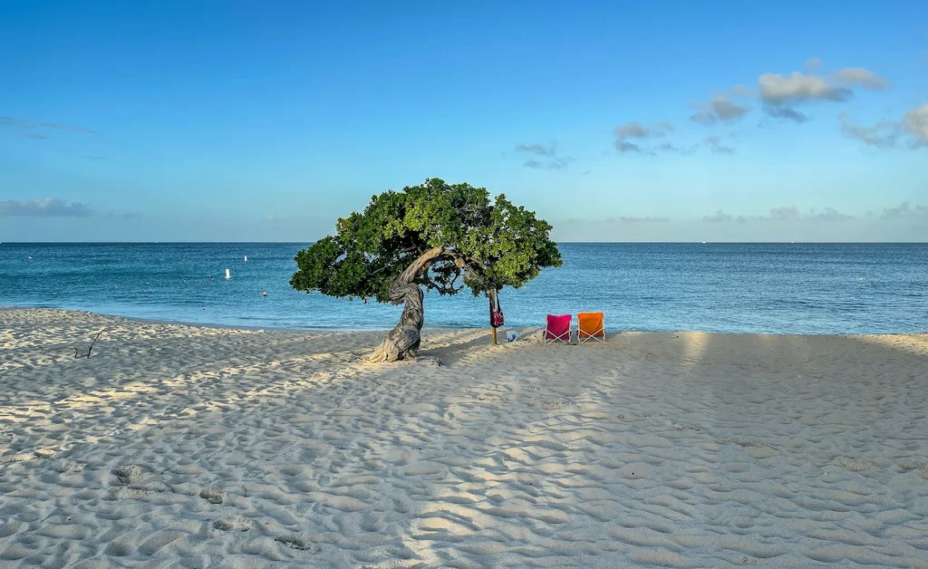 A twisted fofoti tree next to beach chairs on Eagle Beach in Aruba