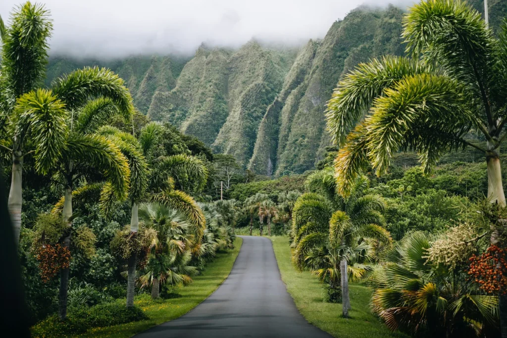 An asphalt road lined with palm trees leading toward steep, green volcanic mountains covered in mist