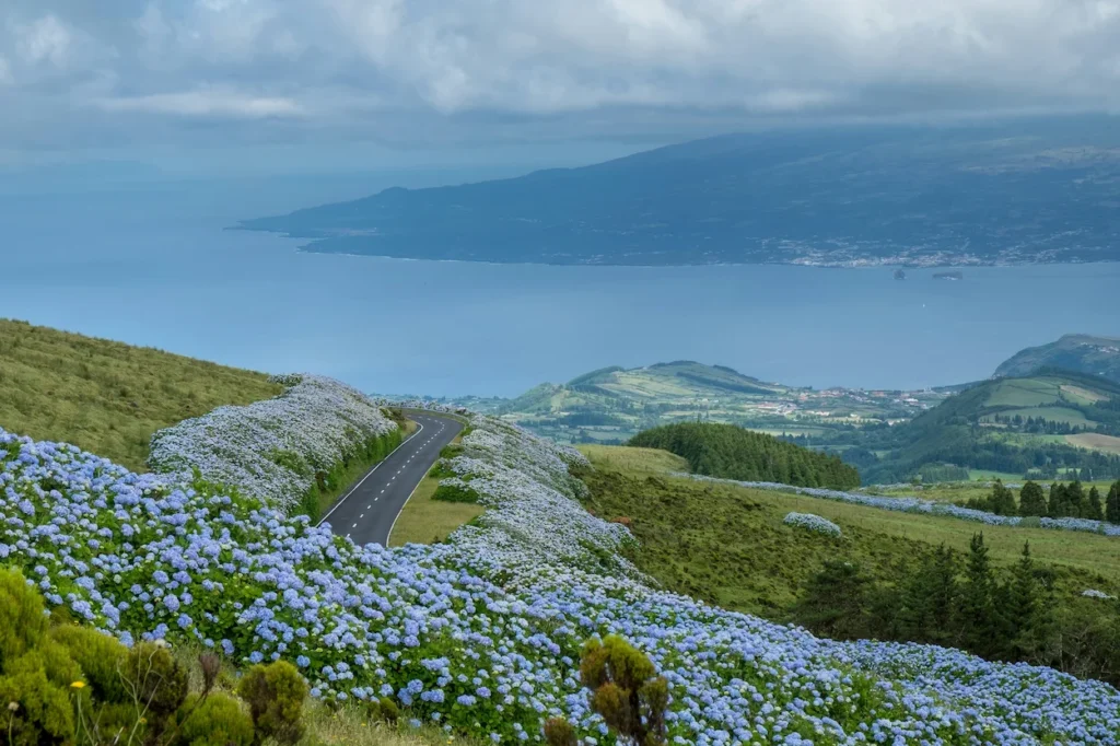 Winding asphalt road lined with blue hydrangeas overlooking the ocean and Pico Island in the Azores