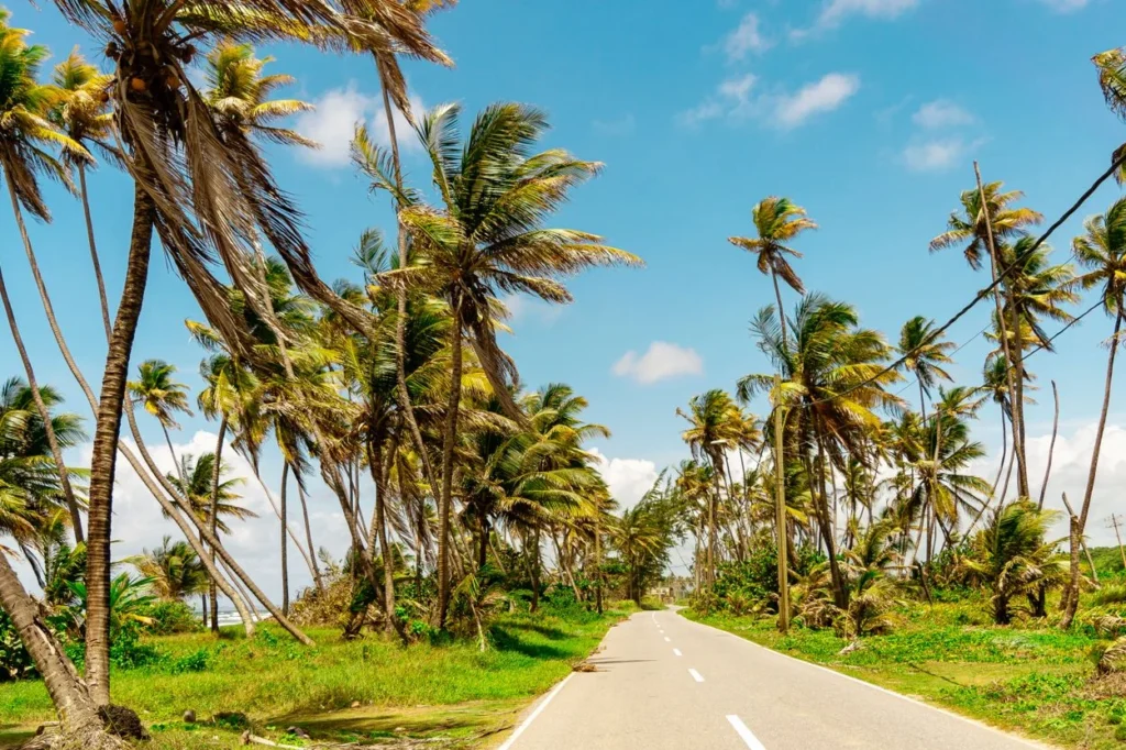 Coastal asphalt road lined with leaning coconut palm trees in Trinidad