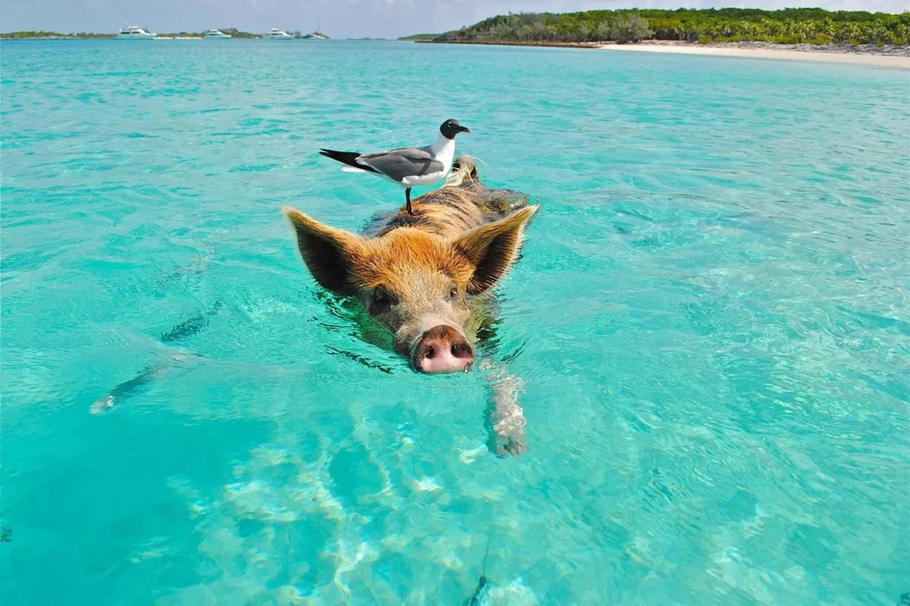 A pig swimming in turquoise water with a seagull perched on its back