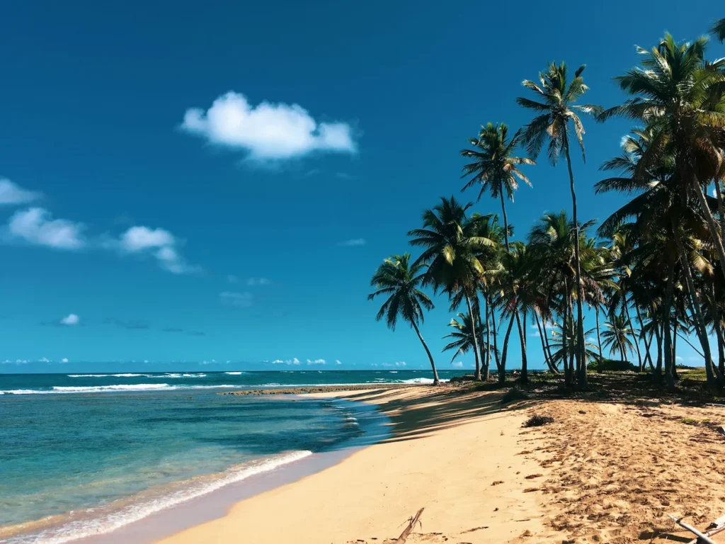 Palm trees casting long shadows on a sunny tropical beach