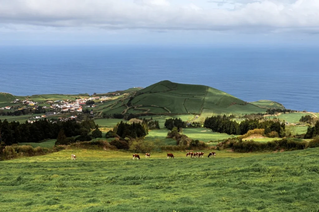 Cows grazing on a rolling green hillside overlooking a coastal village and the blue ocean