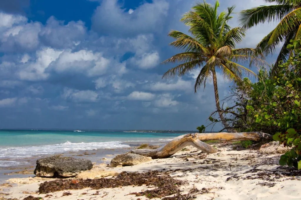 A large piece of driftwood on the sandy shore of Saona Island in the Dominican Republic