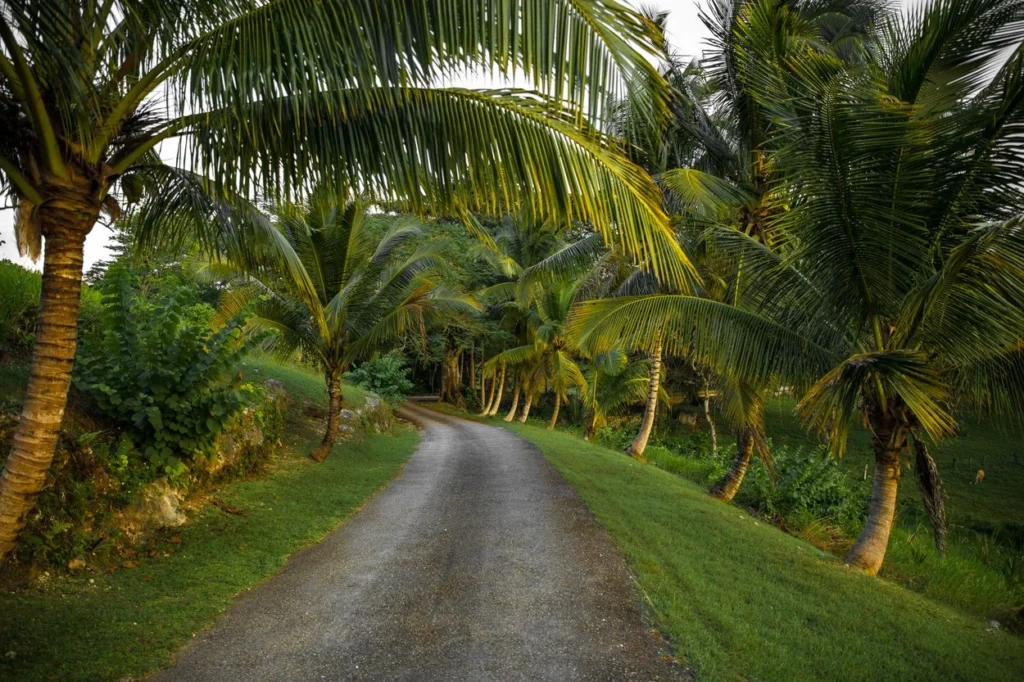 Winding asphalt country road lined with lush palm trees in Jamaica