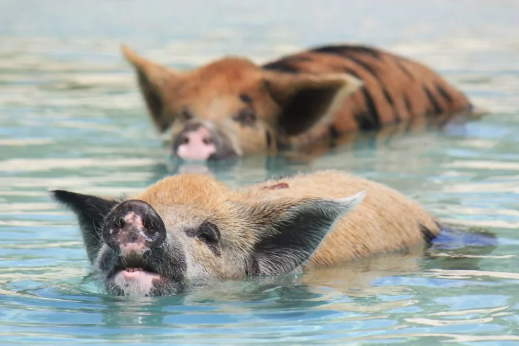 Two feral pigs swimming in the clear ocean water of Big Major Cay in the Bahamas