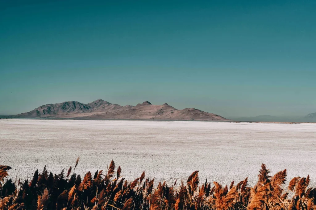 Reeds overlooking the Bonneville Salt Flats and desert mountains
