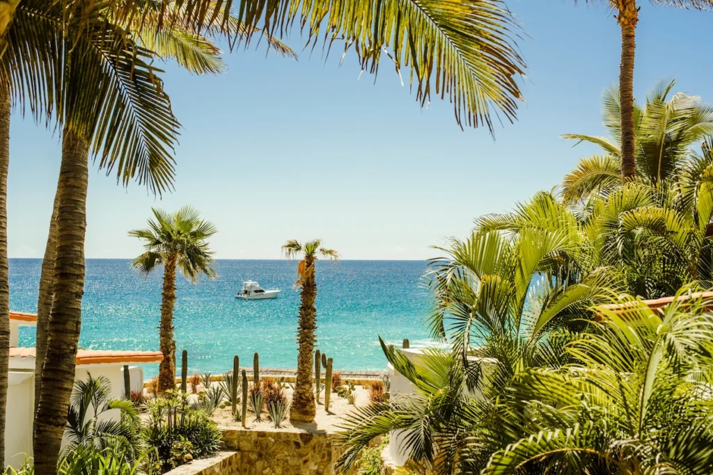 Ocean view framed by palm trees and desert cacti at a Cabo resort