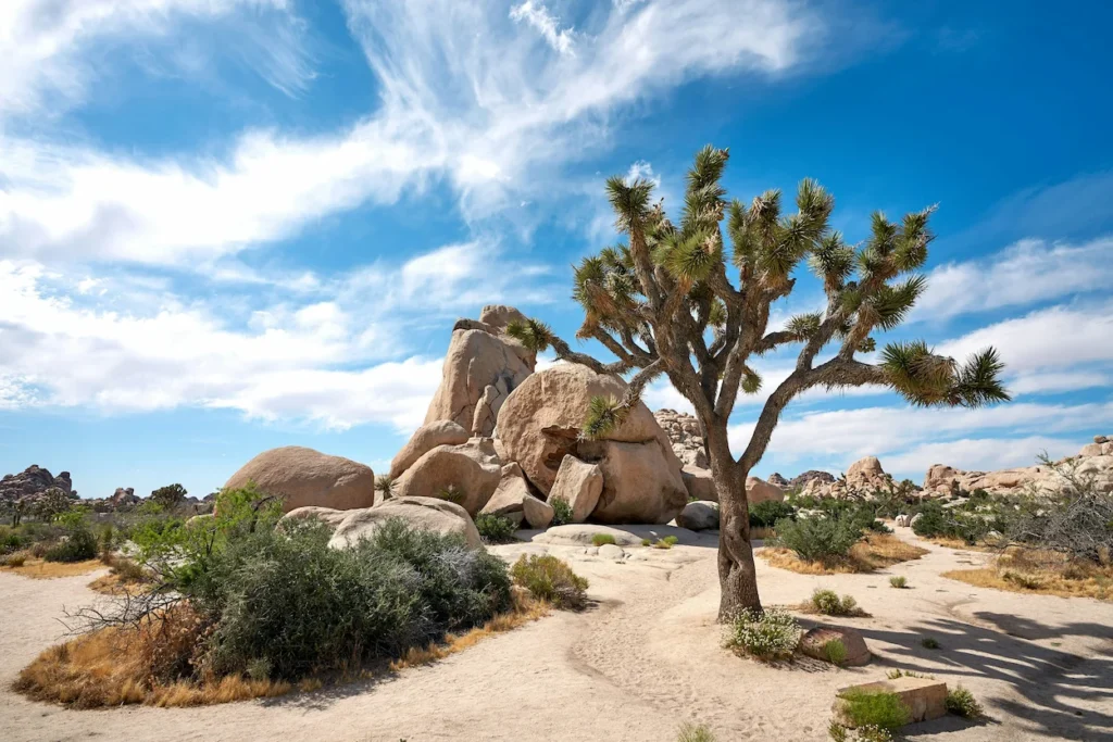 Joshua tree and large boulders on a sandy trail in Joshua Tree National Park