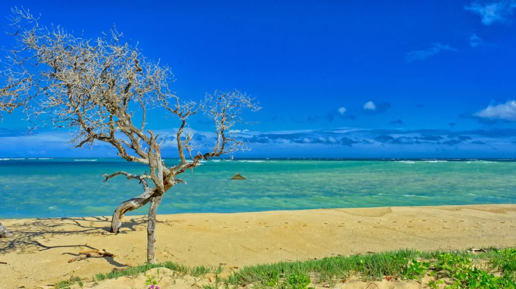 Bare tree on a sandy shore overlooking turquoise ocean water under a blue sky