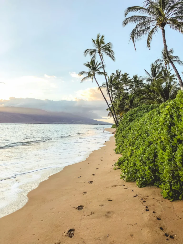 Footprints on a sandy beach lined with palm trees and green bushes