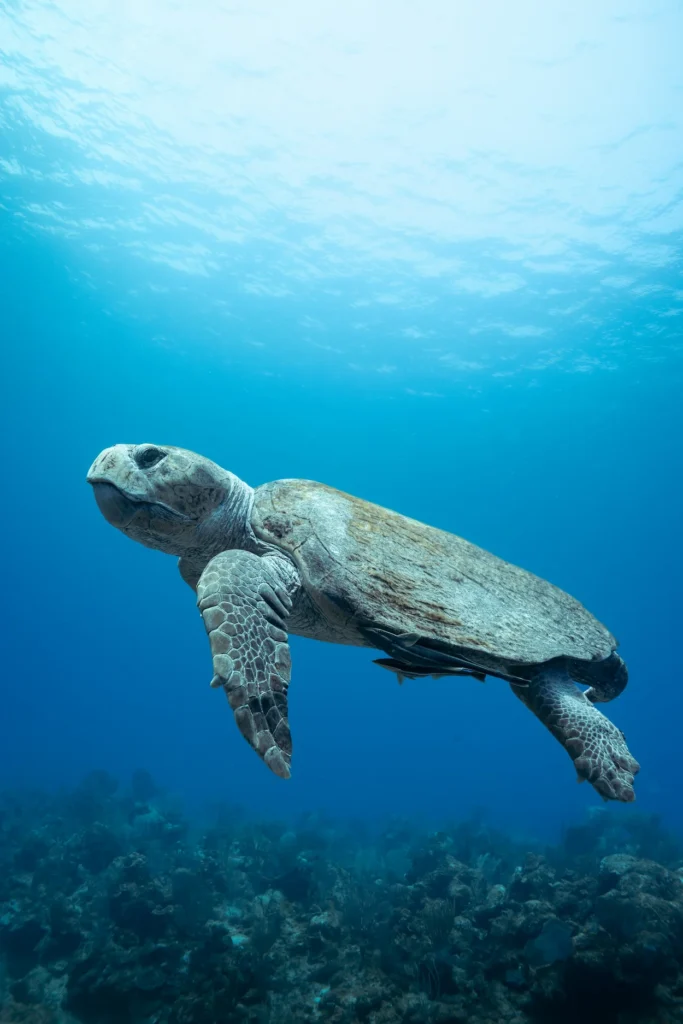 Loggerhead sea turtle swimming through deep blue ocean water above a coral reef