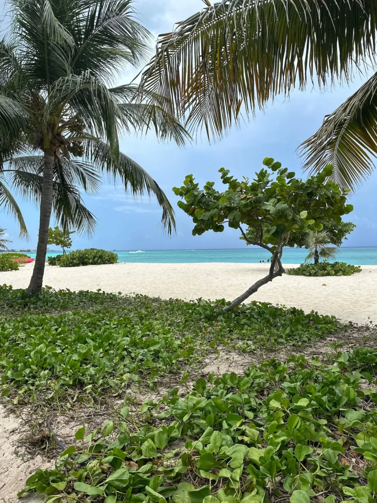 Palm trees and green vegetation overlooking a white sand beach and turquoise ocean