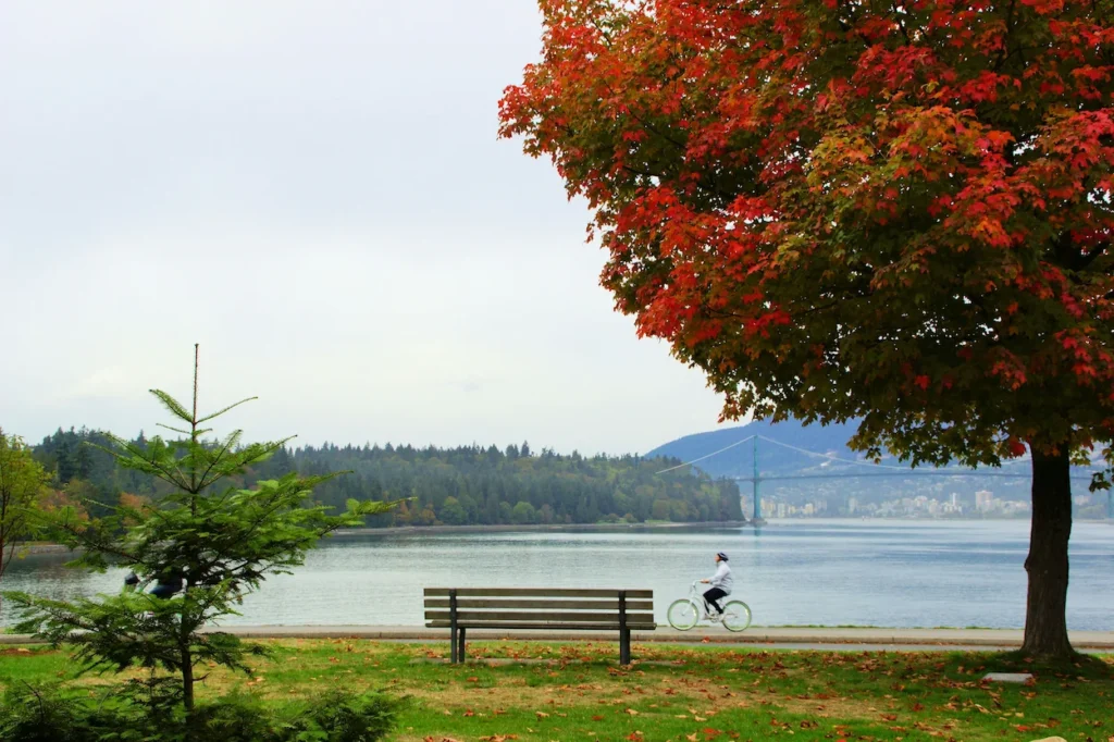 A cyclist riding past a park bench on the Stanley Park Seawall under a red autumn tree