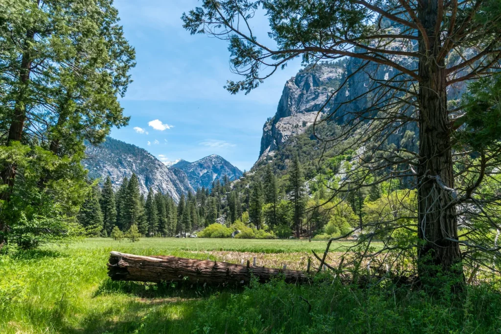 Zumwalt Meadows trail with a fallen log, pine trees, and massive granite rock walls