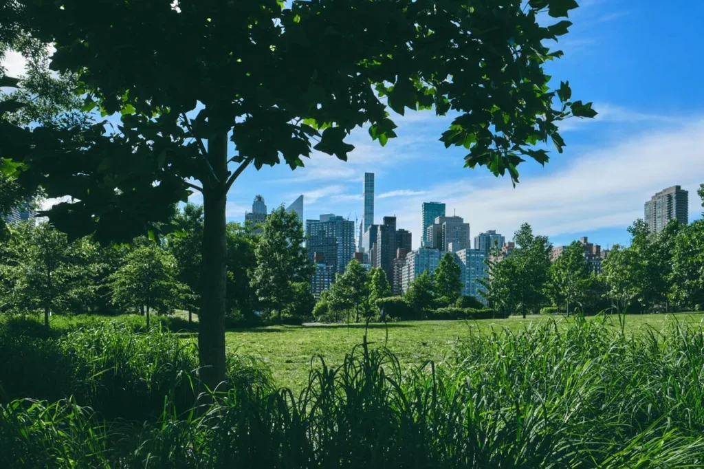 Manhattan skyline viewed through trees across a green meadow in Central Park