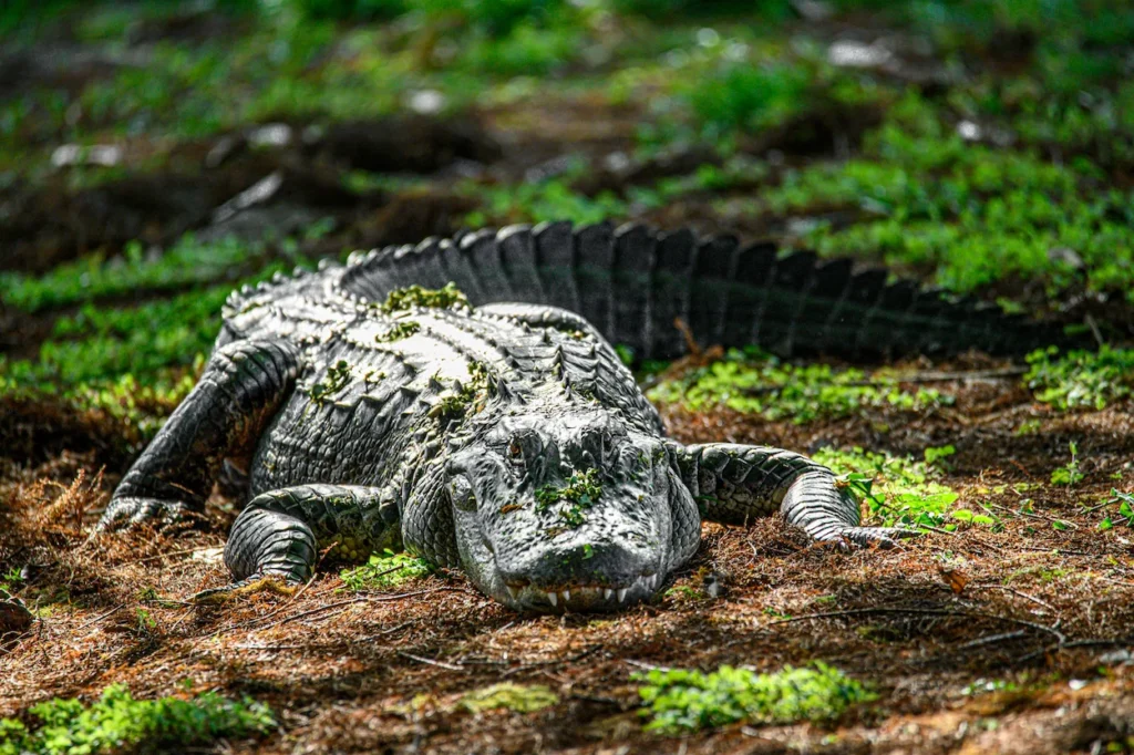 A large alligator resting on muddy ground surrounded by green moss