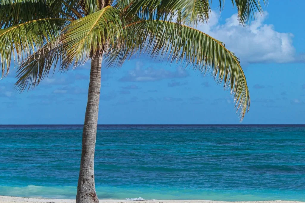 A single palm tree on a white sand beach overlooking vibrant turquoise ocean water