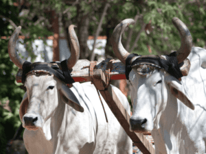 Costa Rican Sheep 9 Top Destinations to Fly into Costa Rica for the Ultimate Vacation ...
