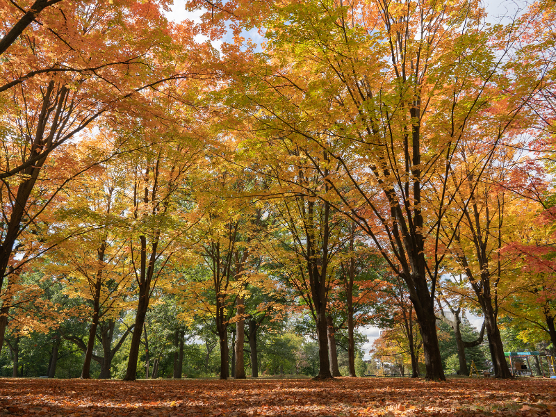 Beautiful fall foliage in Toronto's High Park.