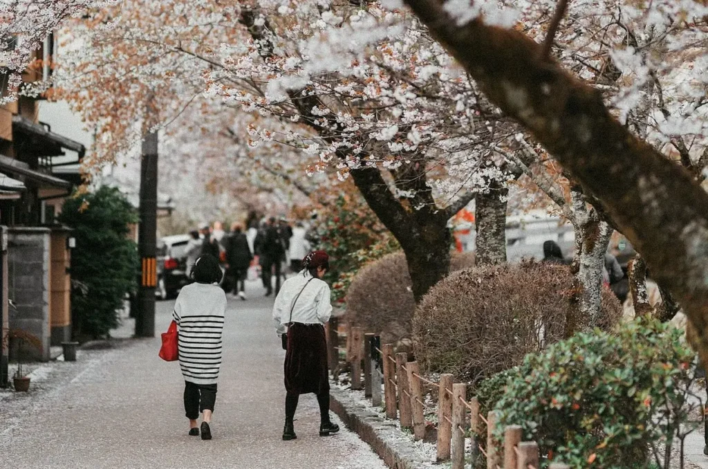 Cherry blossom at Kyoto