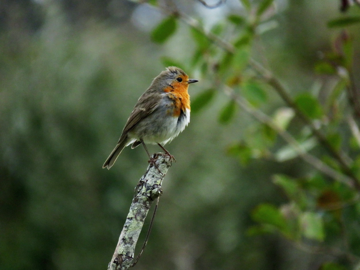 European robin perched on a branch on Santa Maria Island in the Azores