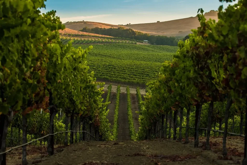 Napa Valley, California