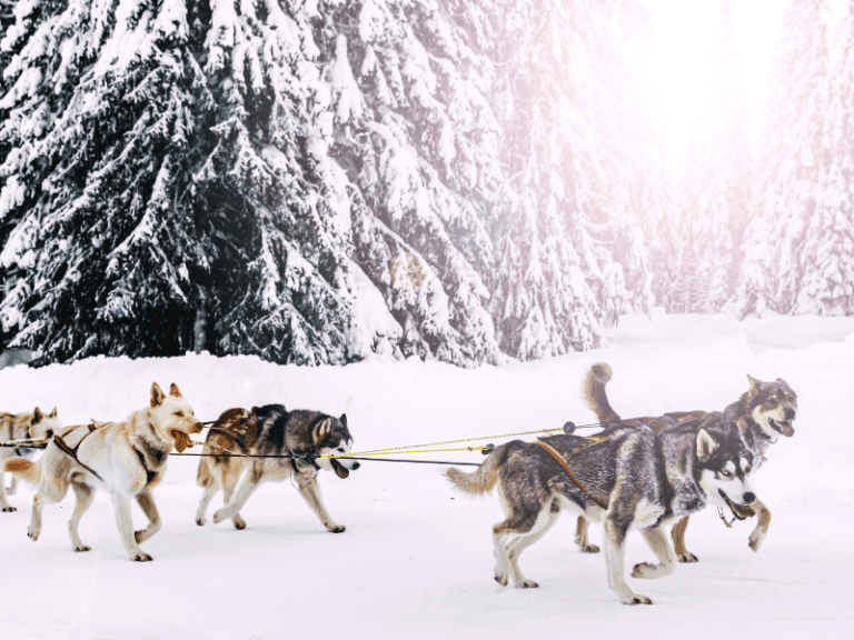 7 Best Airlines to Fly to Alaska Global Viewpoint